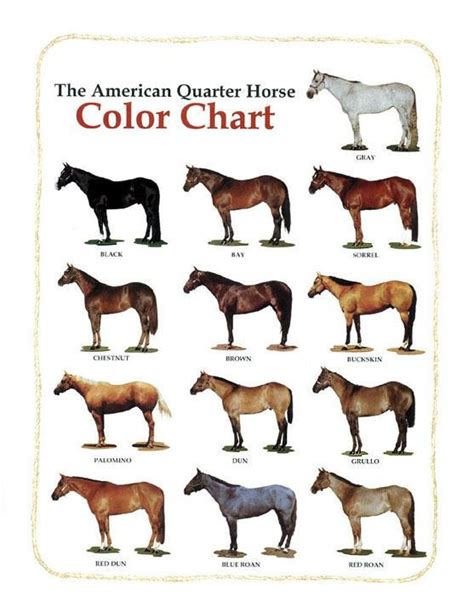 Quarter horse color chart by BlackHorse778 on DeviantArt