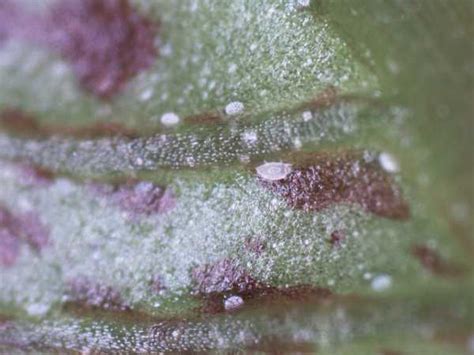 Controlling Broad Mites In The Greenhouse - Growing Produce