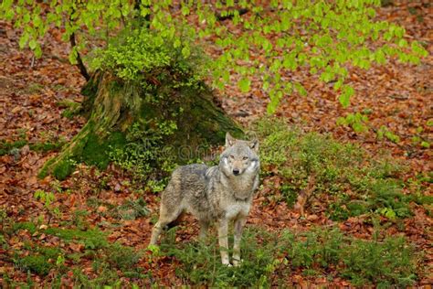 Gray Wolf, Canis Lupus, in the Spring Light, in the Forest with Green ...