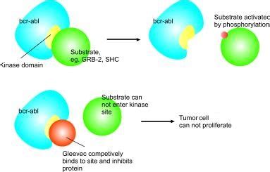 Imatinib mesylate at The Medical Dictionary