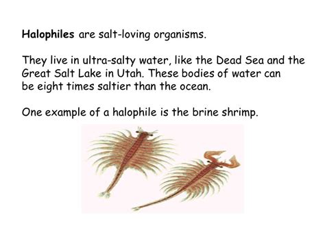 Halophiles_examples