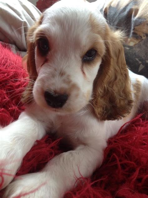 Cocker Spaniel puppies - Somerset Pet Services