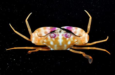 swimmer crab | Marine animals, Creepy animals, Weird animals