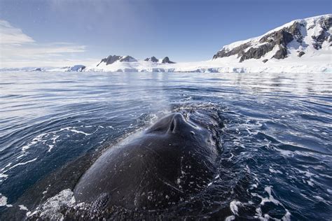 Antarctica's Southern Ocean — Blue Nature Alliance