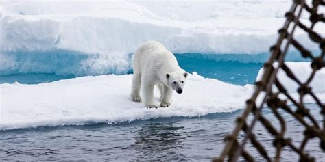 A polar bear spotted from onboard Opal North Iceland, Tours In Iceland ...