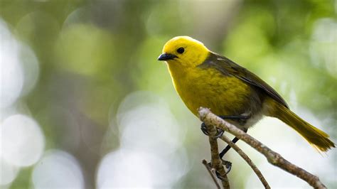 Mohua and other birds still on the rise: media release 14 February 2021