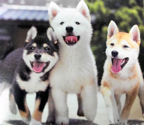 Shiba Inu puppies, one in each color please! | all creatures ...