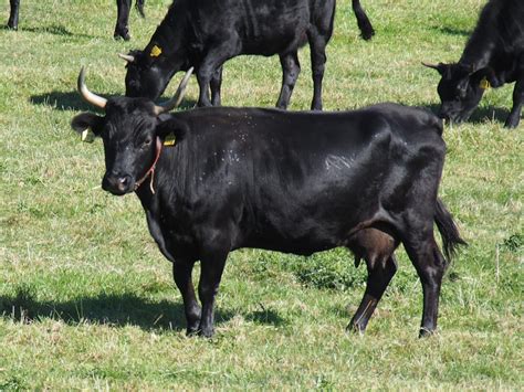 Top 10 Black Cattle Breeds: An Overview