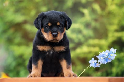 Caring for a Rottweiler Puppy: 5 Helpful Tips - MyStart