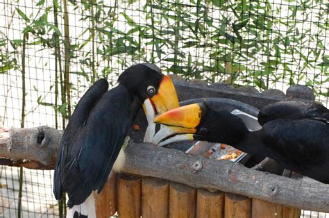 Horned toucan feeding by Youkokanna on DeviantArt