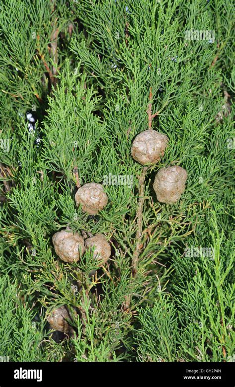 Mediterranean cypress - Cupressus sempervirens Old cones on tree Stock Photo - Alamy