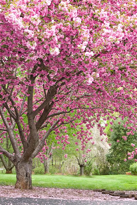 Gallery For > Pink Flowering Trees