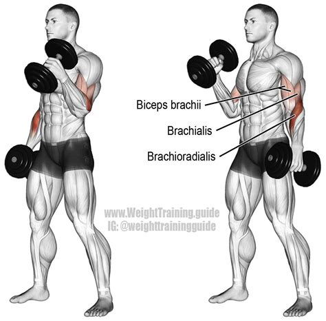 Dumbbell hammer curl. An isolation pull exercise. Muscles worked ...