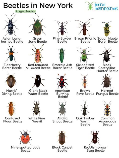 Types of Beetles in New York with Pictures