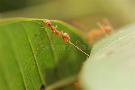 Ants building the nest. stock photo. Image of damage - 87495524