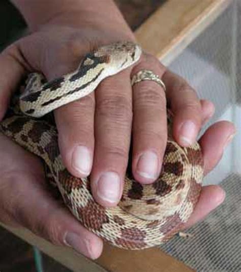 The Best Breeds of Snakes to Have as Pets | PetHelpful