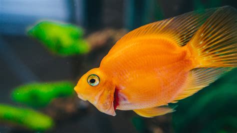 Side View Photo of a Goldfish · Free Stock Photo