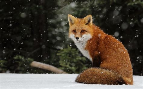 Cute Baby Fox Wallpaper (54+ images)