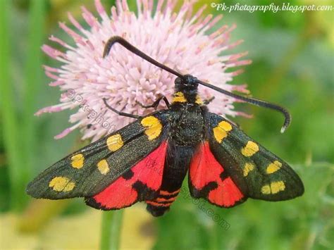 Insect Pollinators | Nature, Cultural, and Travel Photography Blog