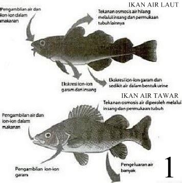 apa perbedaan ikan air tawar dan ikan air laut dengan menggunakan ...