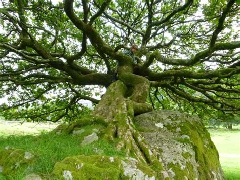 2016 Woodland Trust tree of the year shortlist - in pictures | Unique trees, Tree, Beautiful tree