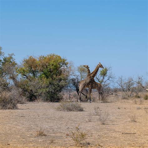 Dinokeng Game Reserve Guide - The Roaming Taster