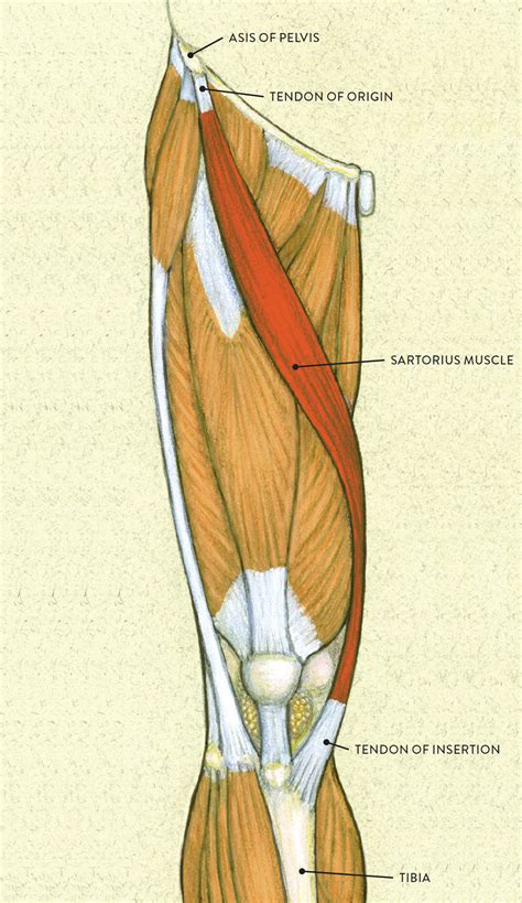 Leg Tendons Diagram