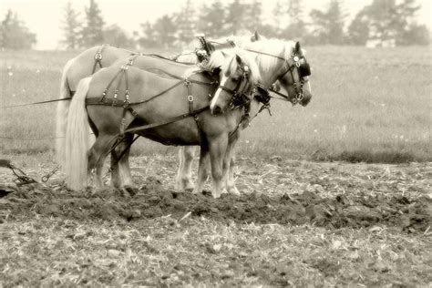 Draft Horse Team Plowing The Field Photograph by Michael Allen