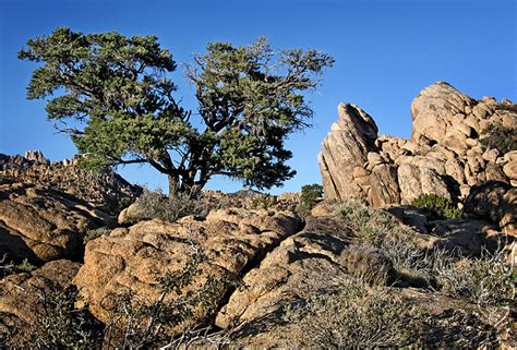 Photography :: Mojave National Preserve Mar 2009 || BC Design