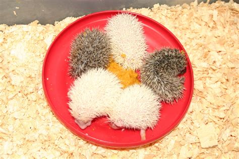 See all the stages of development of baby hedgehogs from newborn to ...