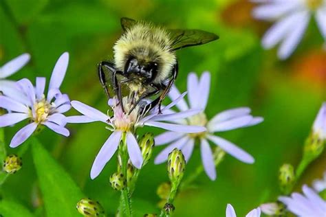 How to Grow and Care for Sky Blue Aster Flowers