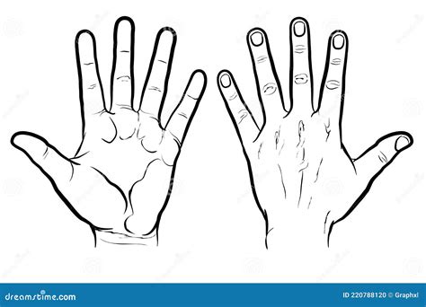 Front and Back of Hand, Outline Version Stock Vector - Illustration of design, clipart: 220788120