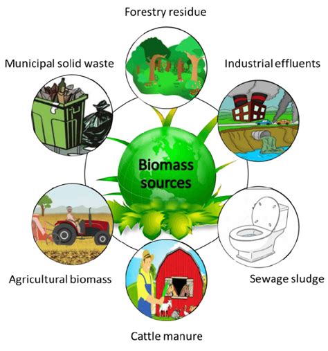 1: Some common sources of waste biomass | Download Scientific Diagram