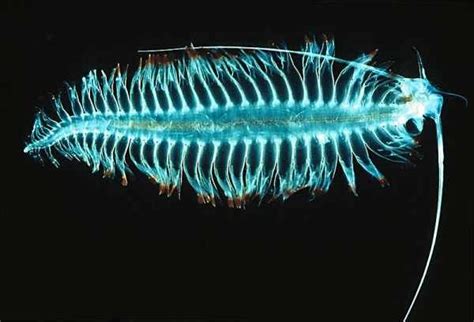 This sea worm is the only organism capable of yellow bioluminescence ...