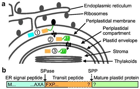 (a) Schematic diatom plastid surrounded by four membranes, the... | Download Scientific Diagram