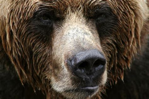 Grizzly Bear Close Up Stock Image - Image: 11758361