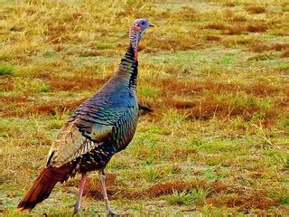 "Tom Turkey" ...as named by Jill... | I went out this aftern… | Flickr