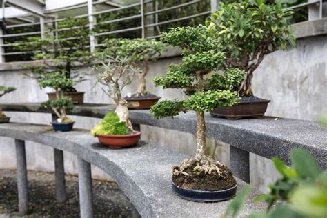 How To Revive A Bonsai Tree? A Step-by-step Guide | Plantly