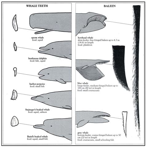 Porpoise Teeth Vs Dolphin Teeth Pictures | PeepsBurgh.Com