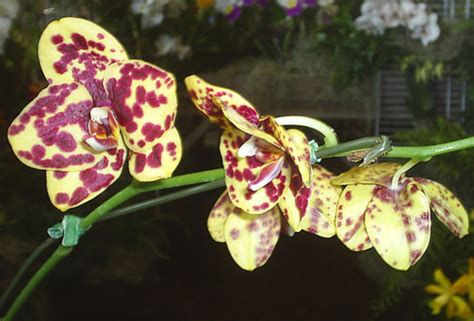 Hawaii: The Annual Orchid Show in Hilo on the Big Island | WanderWisdom