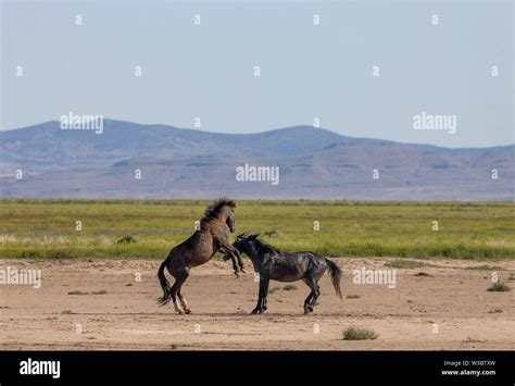 Wild Horse Stallions Fighting Stock Photo - Alamy