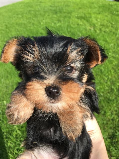 cute miniature yorkshire terrier puppies (mini yorkie pups) | in Belfast City Centre, Belfast ...