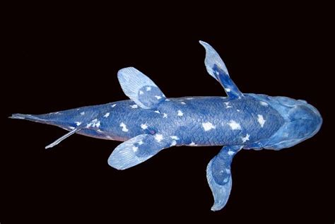 Coelacanth: Anatomy