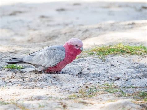 O galah: habitat e características - Meus Animais