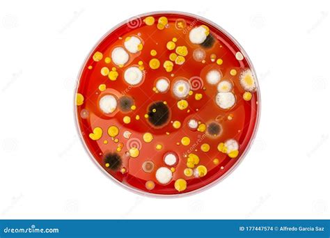 Bacteria Colonies Growth On Agar Plate Petri Dish Stock Photo | CartoonDealer.com #168300072