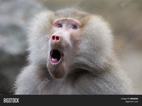 Funny Looking Baboon Image & Photo (Free Trial) | Bigstock