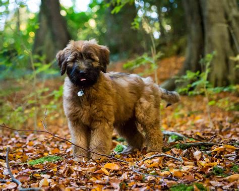 Briard: Dog Breed Characteristics & Care