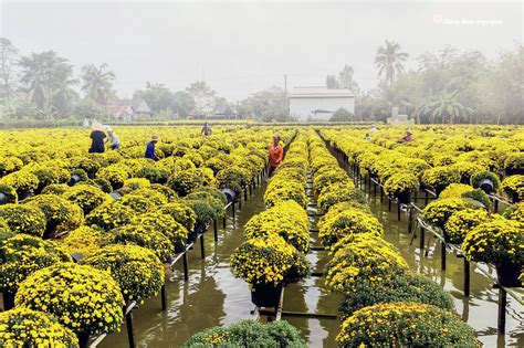 LÀNG HOA SA ĐÉC ĐỒNG THÁP – LÀNG HOA LỚN NHẤT MIỀN TÂY | Thổ Địa Đồng Tháp