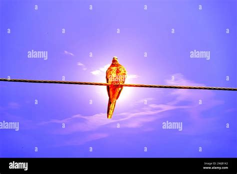 Deliberate haloing hi-res stock photography and images - Alamy