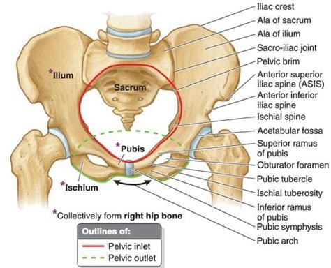 When blood calcium levels decrease below normal, calcium is released ...